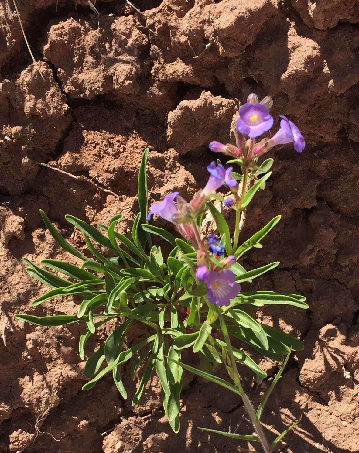 Image of Lapoint beardtongue