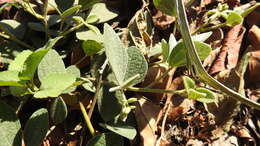 Image of Rhynchosia volubilis Lour.