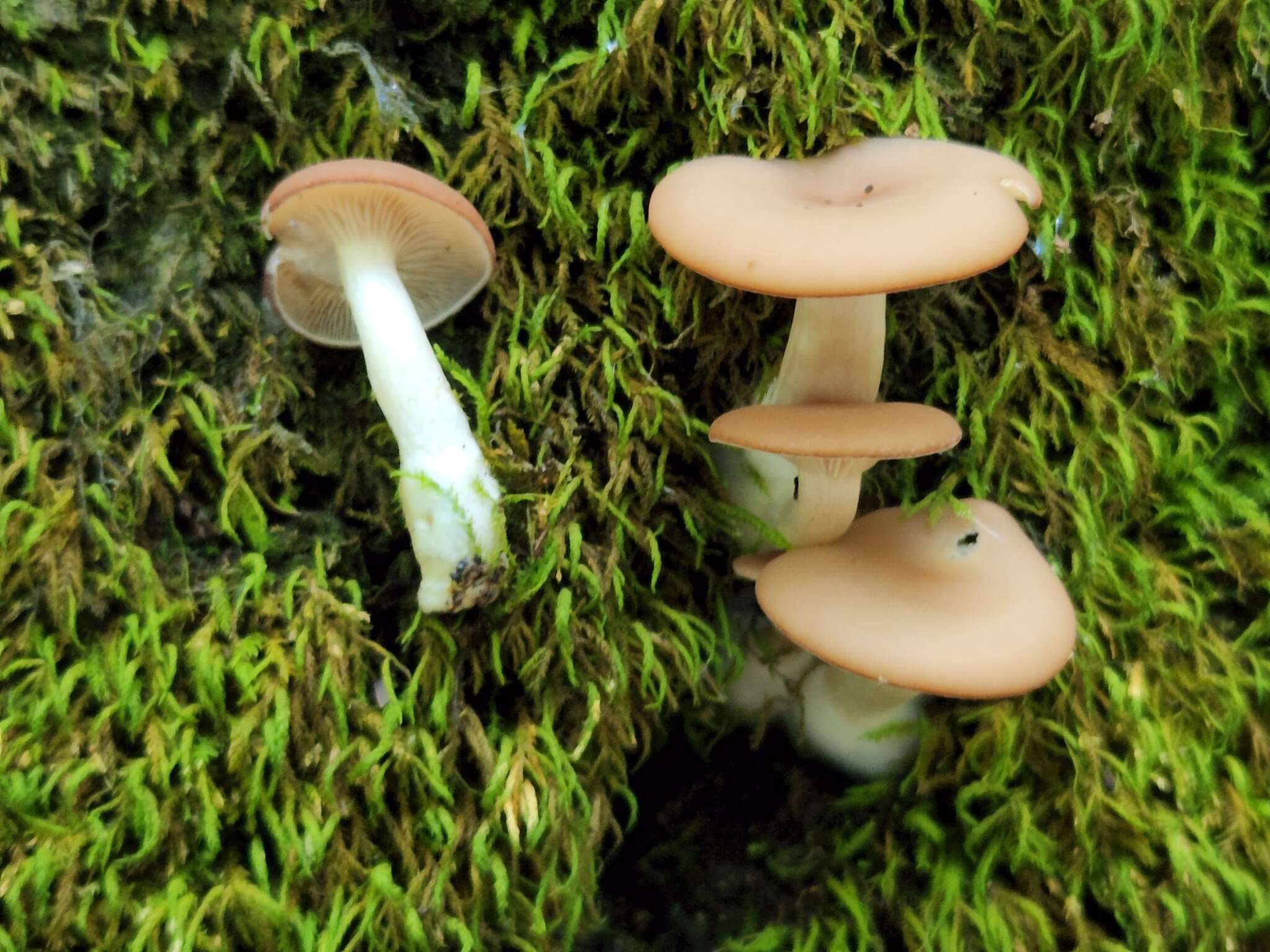 Image de Clitocybe americana H. E. Bigelow 1976