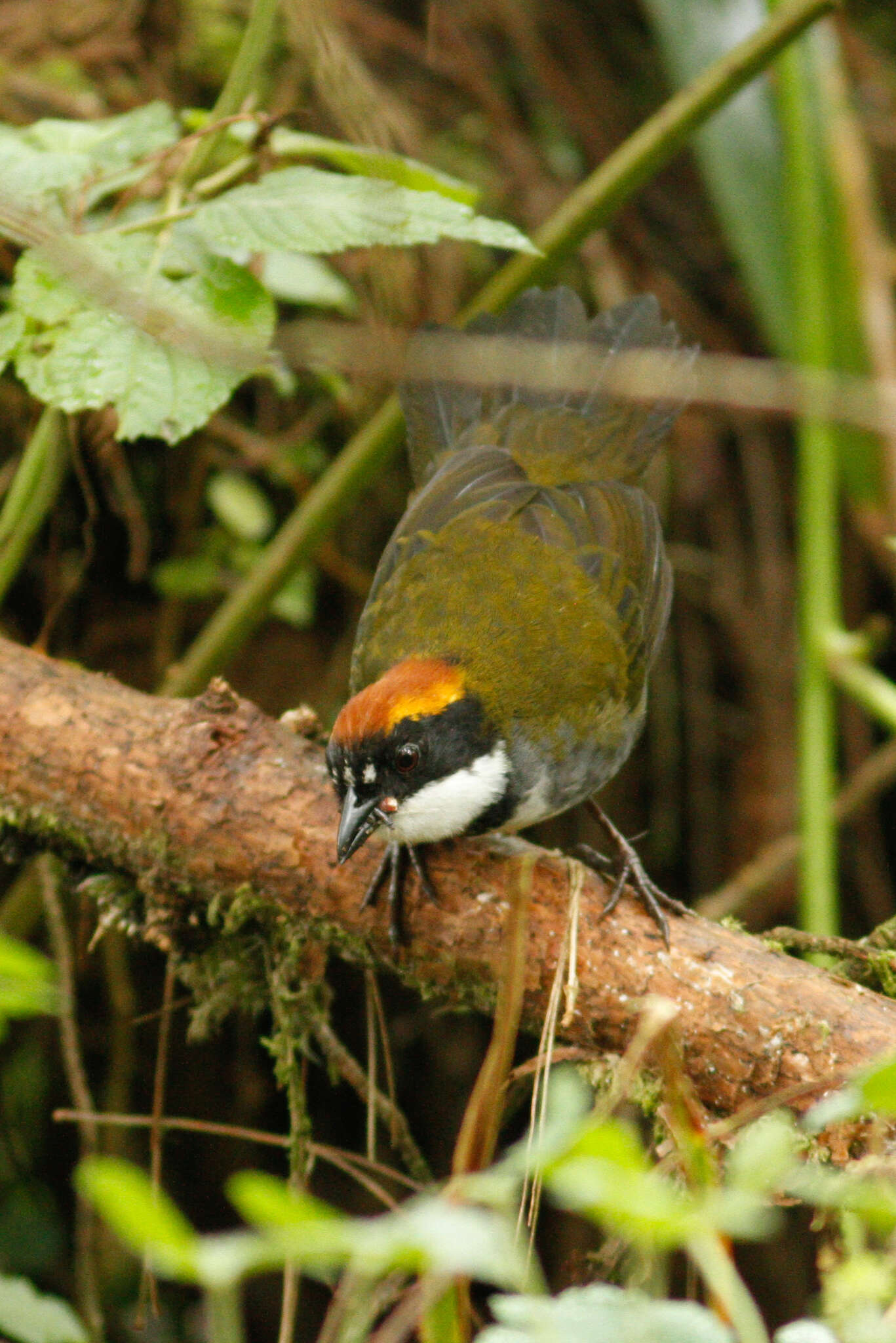 Image of Chestnut-capped Brush Finch