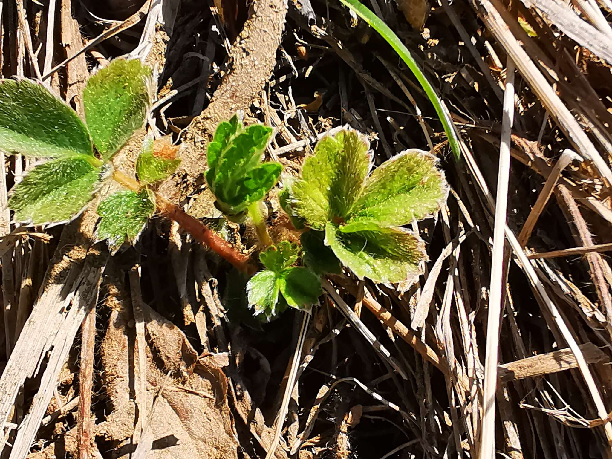 Imagem de Potentilla stolonifera Lehm. ex Ledeb.