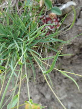 Image of Bupleurum ranunculoides L.