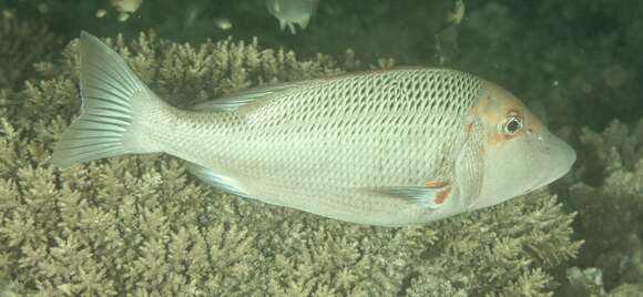 Sivun Lethrinus miniatus (Forster 1801) kuva