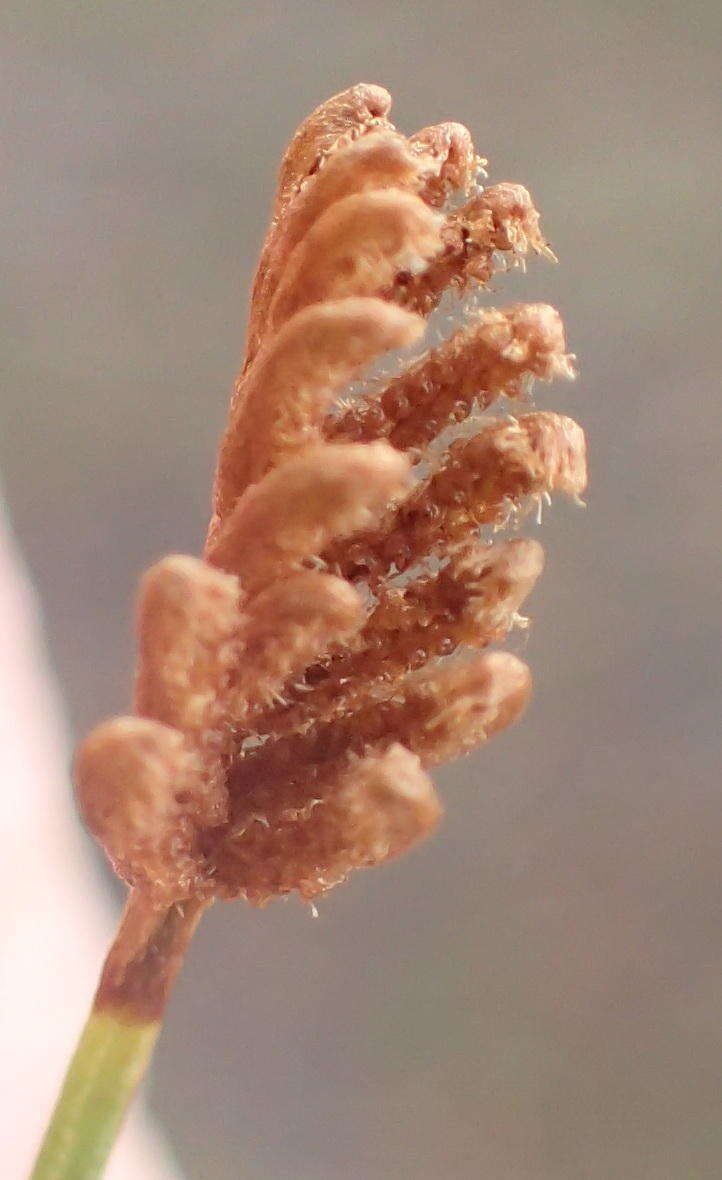 Image of Schizaea tenella Kaulf.