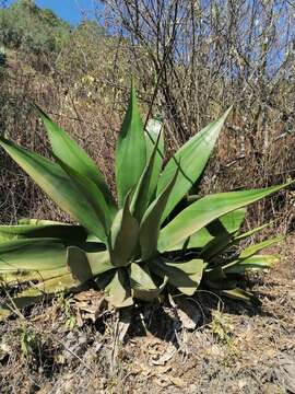 Agave atrovirens var. atrovirens resmi