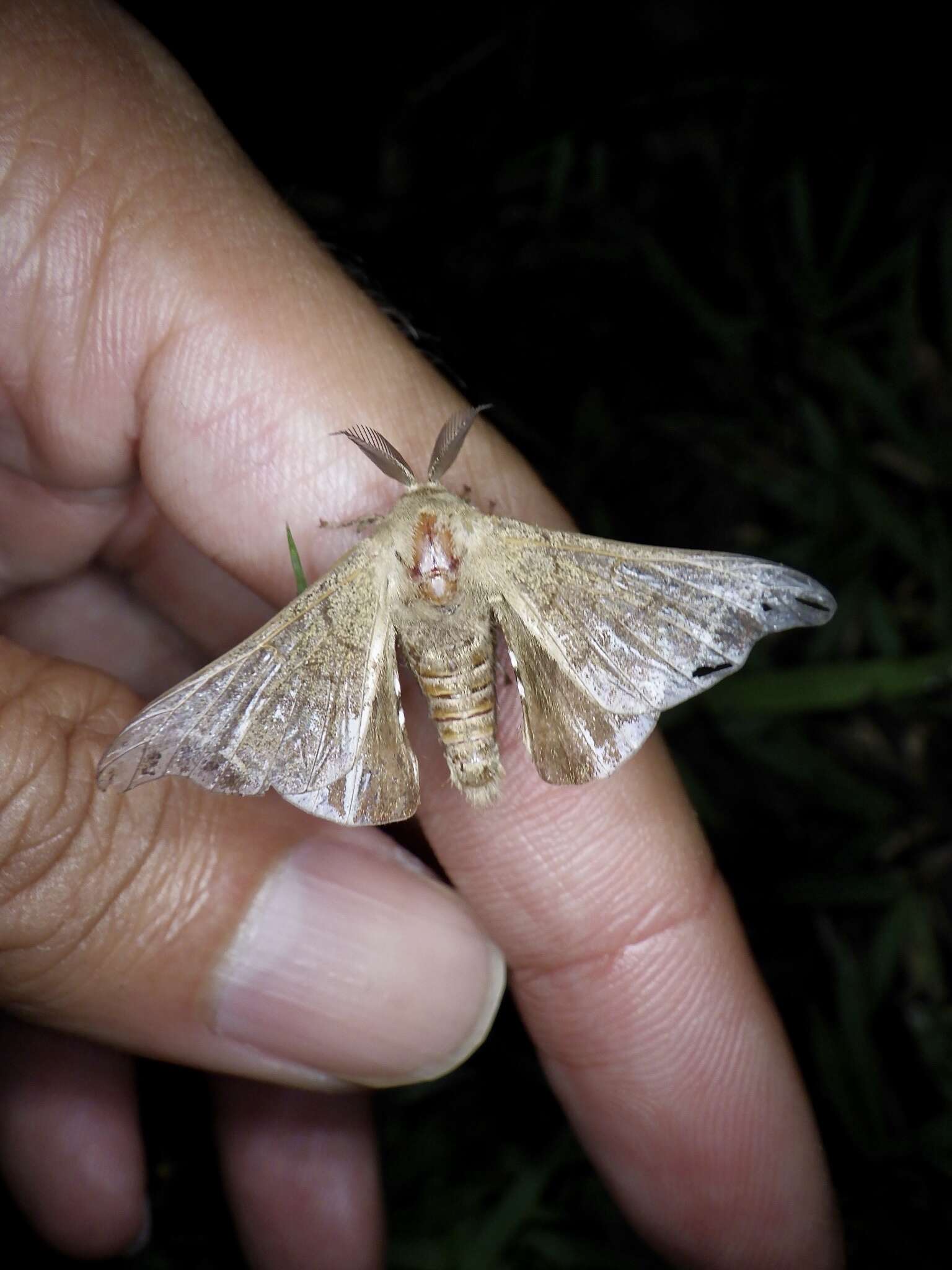 Image of Bombyx mandarina mandarina