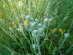 Plancia ëd Pilosella echioides subsp. echioides