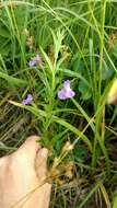 Image of Allegheny monkeyflower