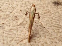 Image of Caloptilia robustella Jäckh 1972