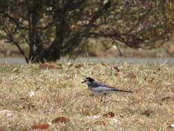 Image of Motacilla alba lugens Gloger 1829