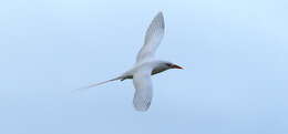 Image of tropicbirds