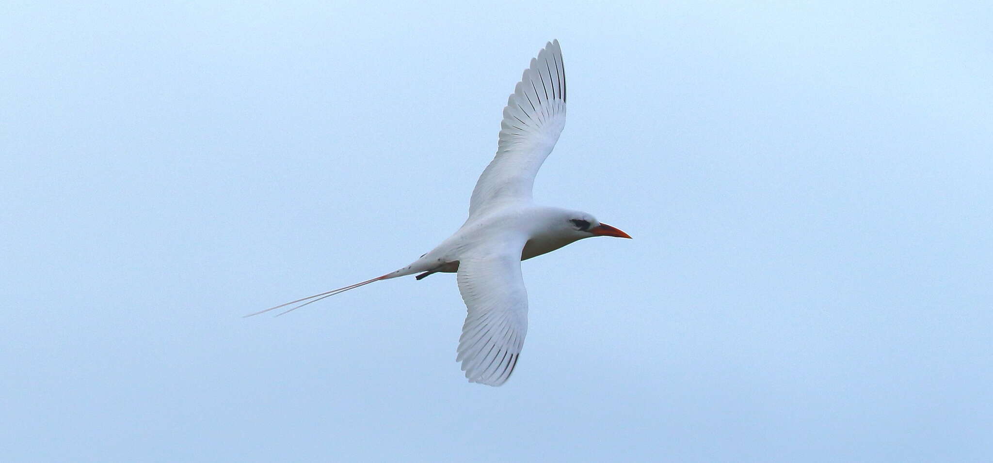 Image of tropicbirds