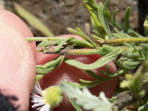 Image of running fleabane