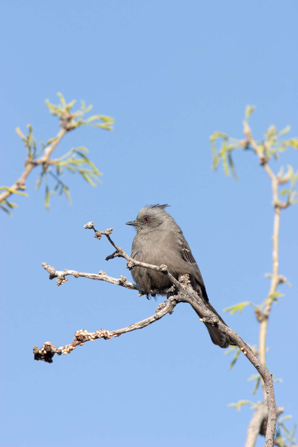 Image of Phainopepla Baird & SF 1858