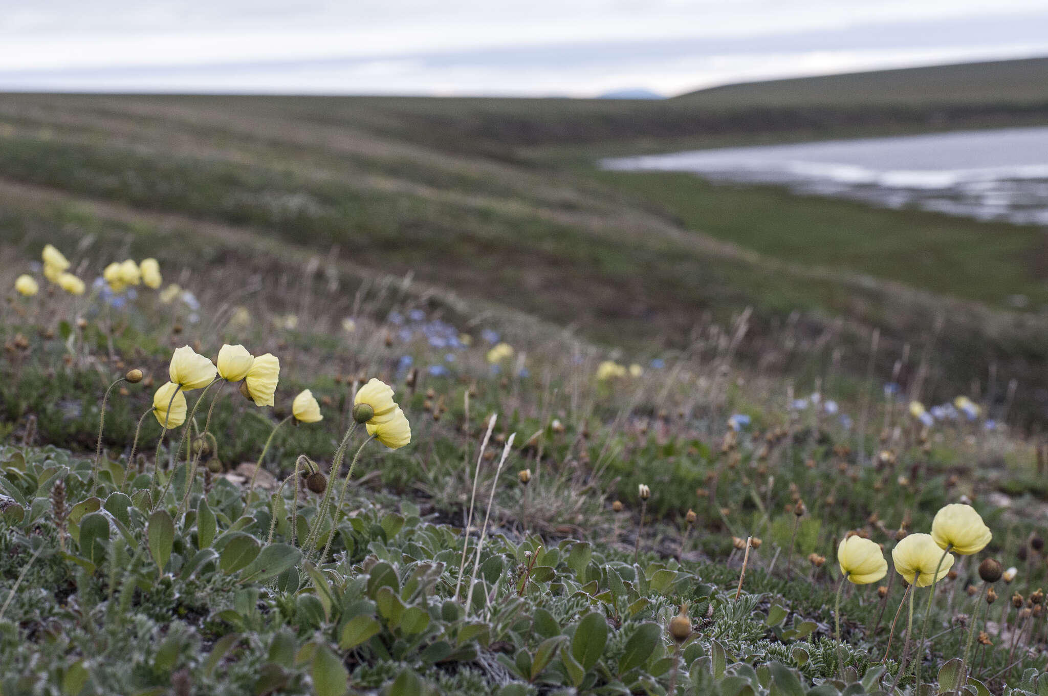 صورة Papaver lapponicum subsp. orientale Tolm.