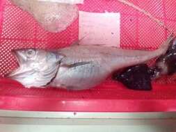Image of Offshore Hake