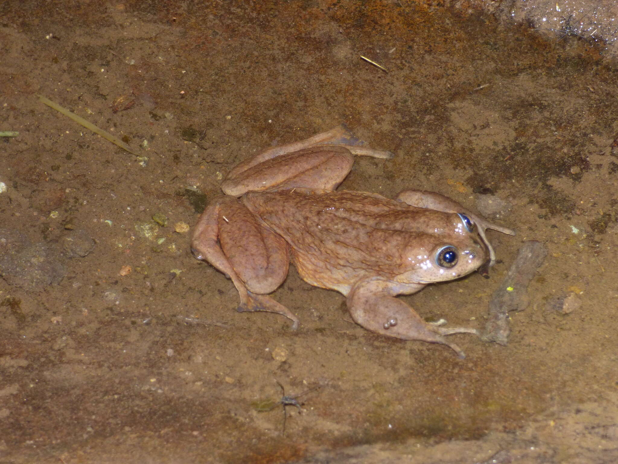 Image of Alsodes montanus (Lataste ex Philippi 1902)