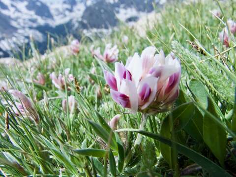 Image of Uinta Clover