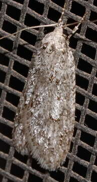 Image of Semioscopis megamicrella Dyar 1902