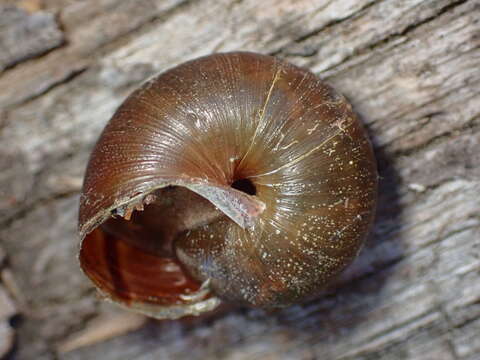 Image of <i>Helminthoglypta walkeriana</i> (Hemphill 1911)