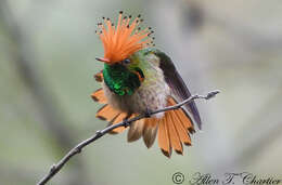 Image of Rufous-crested Coquette