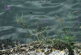 Plancia ëd Linaria purpurea (L.) Mill.