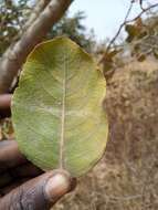 Imagem de Combretum glutinosum Perr. ex DC.