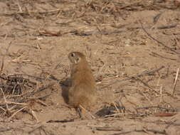 Image of Indian Desert Gerbil