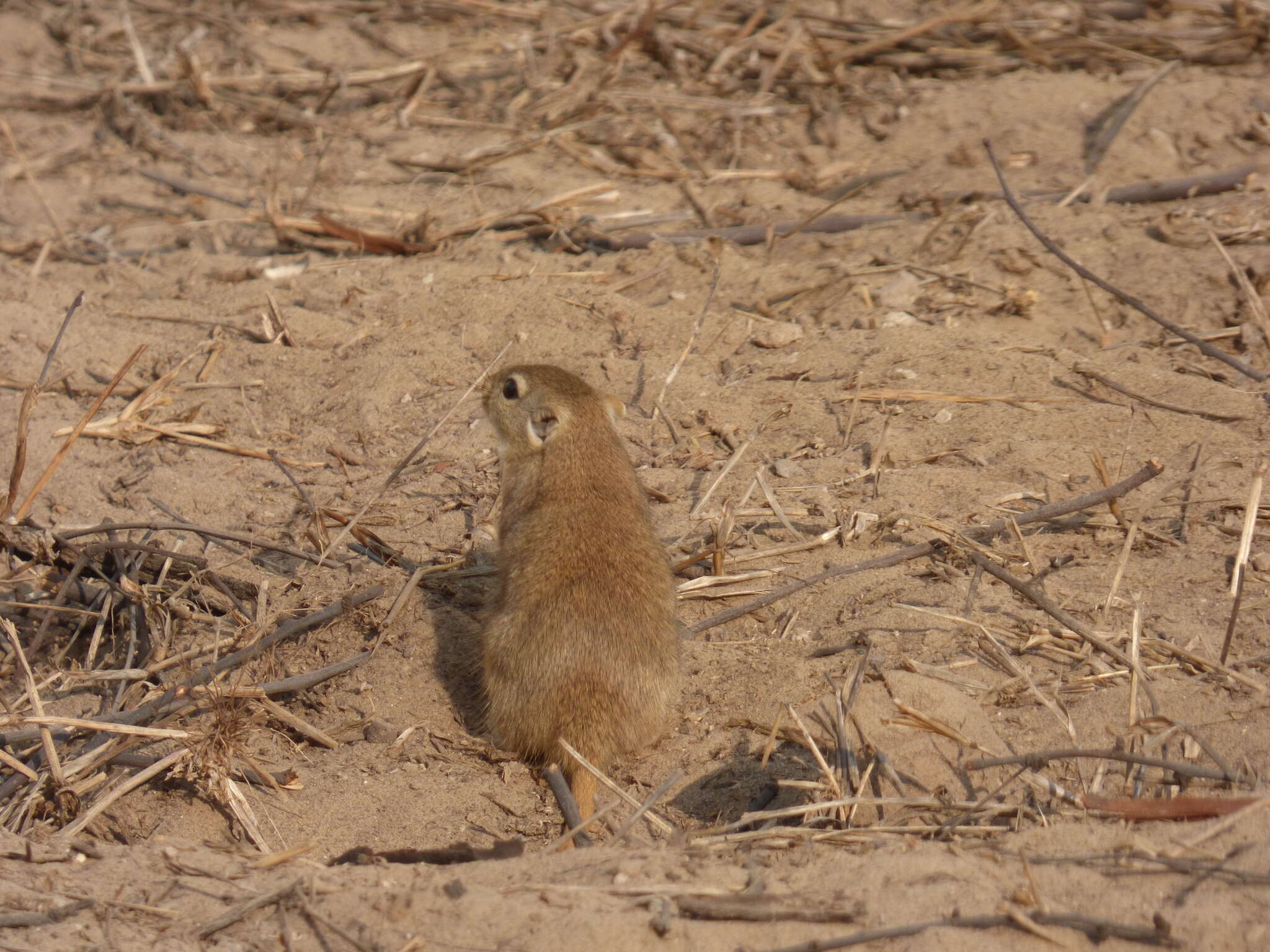 Image of Indian Desert Gerbil