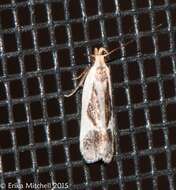 Image of Cream-bordered Dichomeris