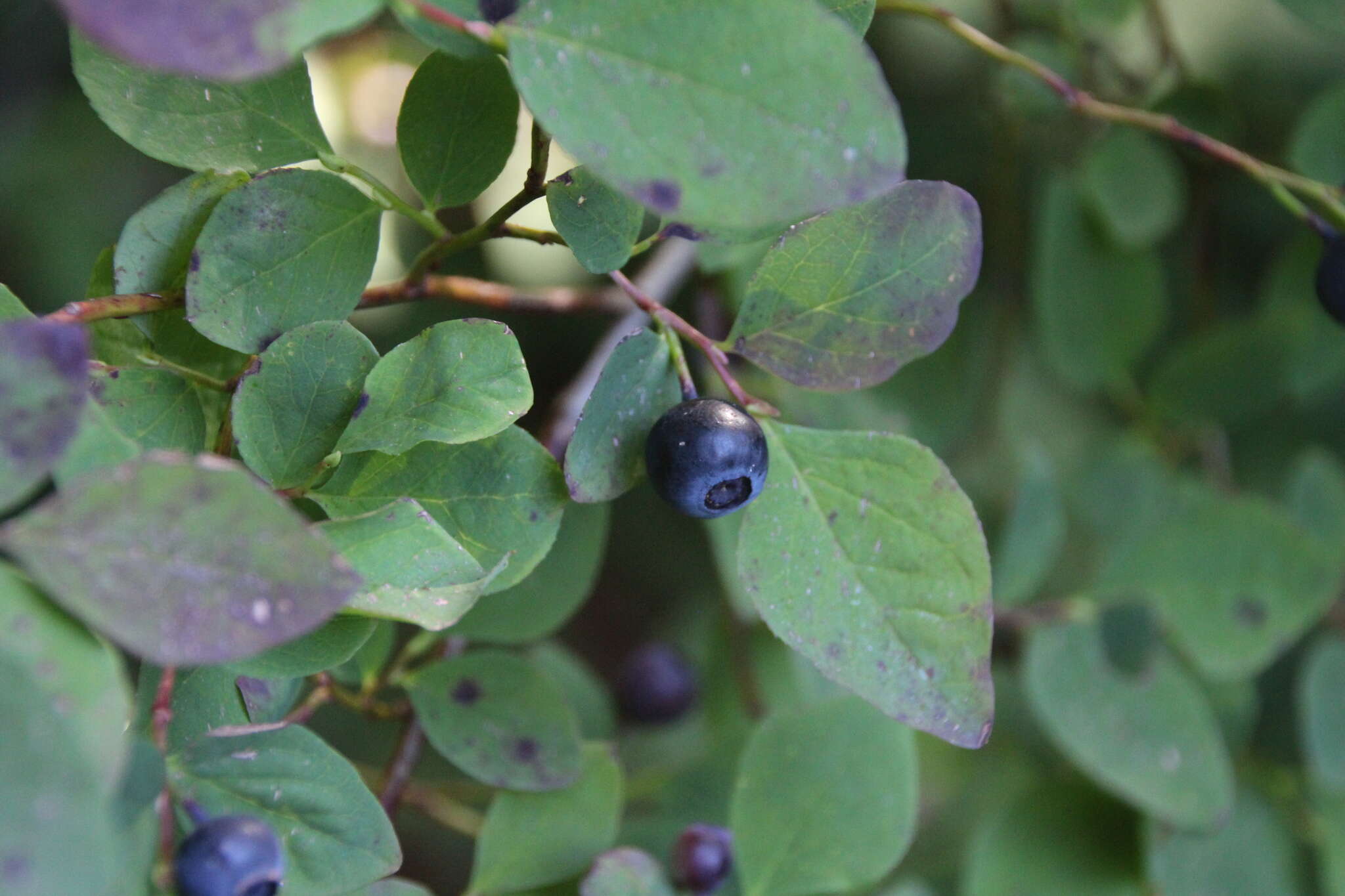 Image de Vaccinium alaskaense Howell