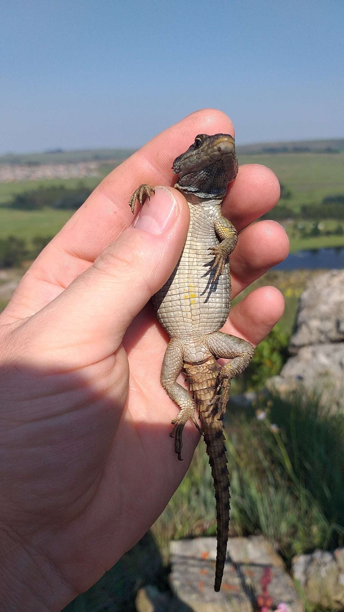 Image de Lézard des rochers du Drakensberg