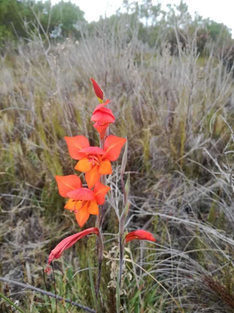 Imagem de Gladiolus huttonii (N. E. Br.) Goldblatt & M. P. de Vos