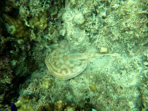 Image of Cortez Round Stingray