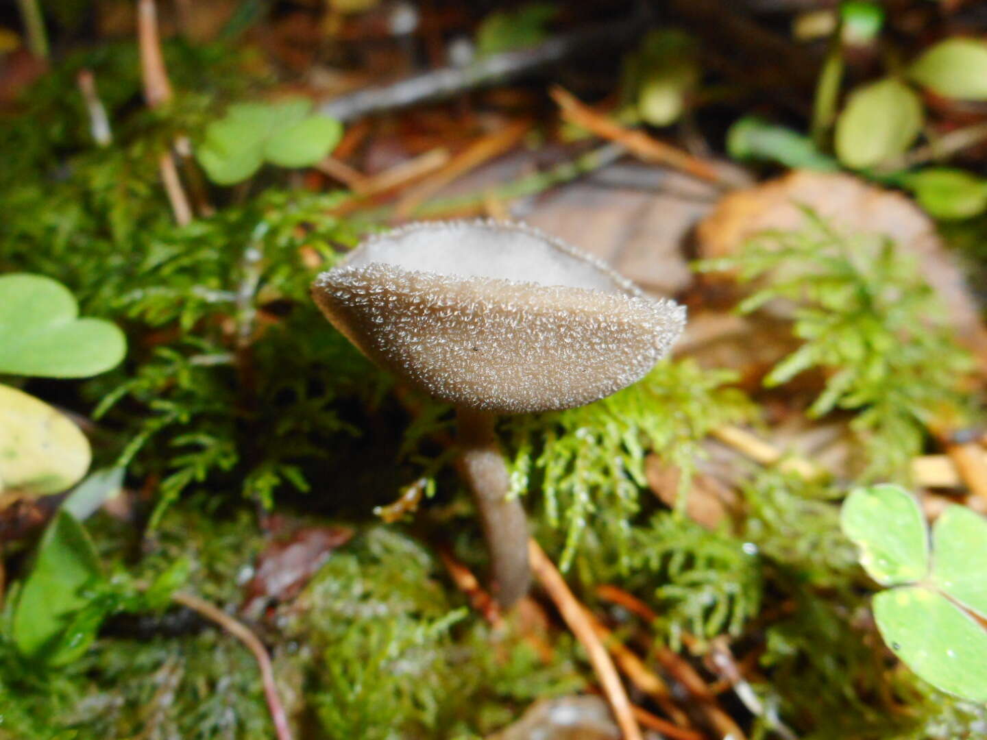 Imagem de Helvella macropus (Pers.) P. Karst. 1871