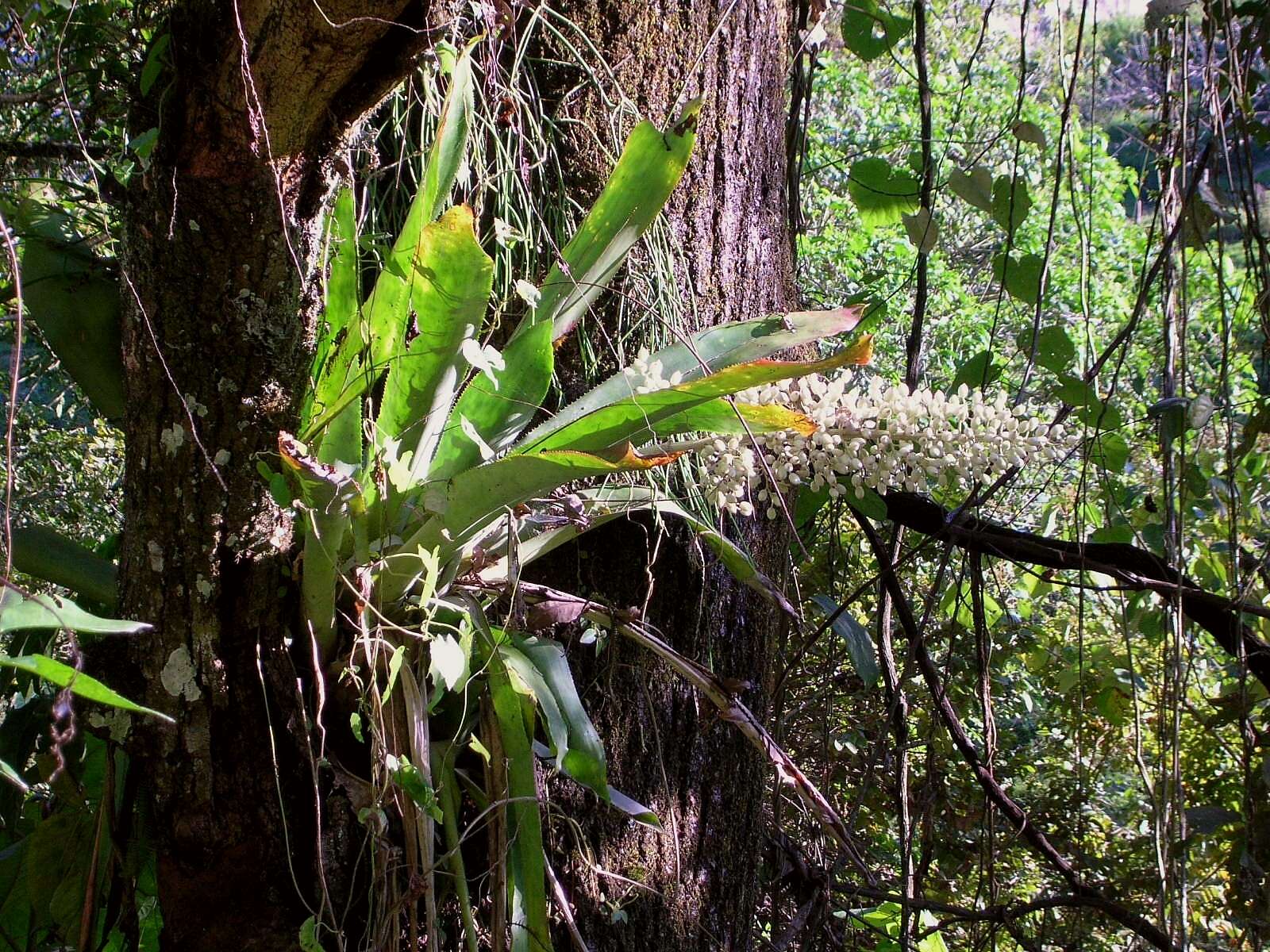 Sivun Aechmea mexicana Baker kuva