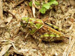 Слика од Pardalophora phoenicoptera (Burmeister & H. 1838)