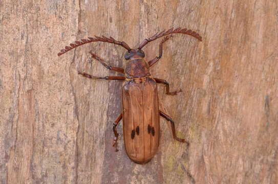 Image of Gigantotrichoderes flabellicornis (Zajciw 1965)