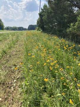 Image of rough coneflower