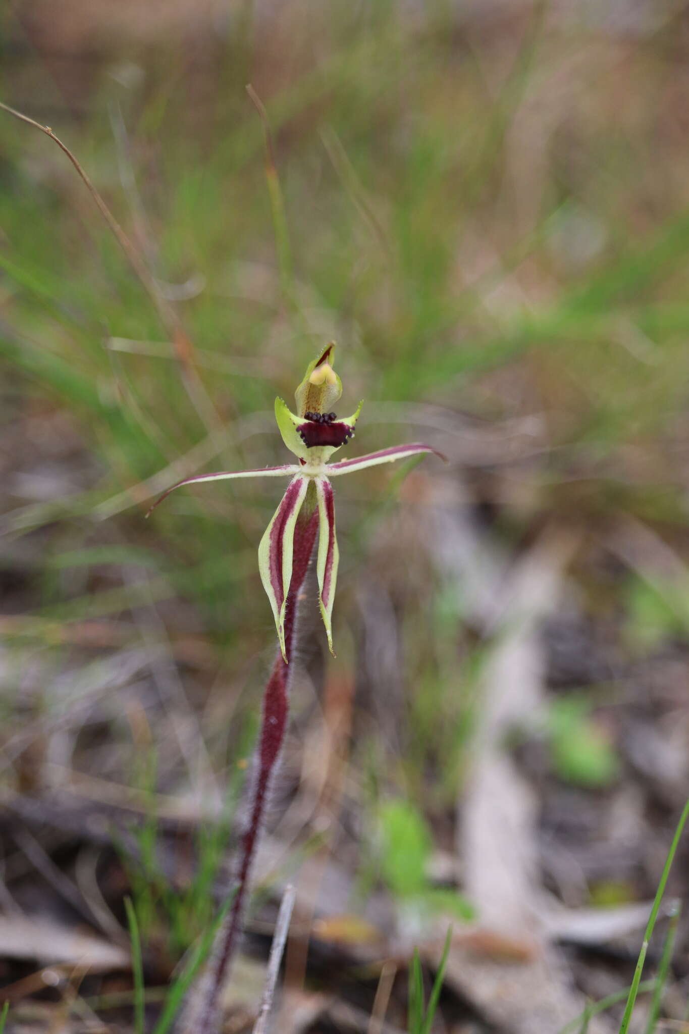 Image of Bow-lip spider orchid