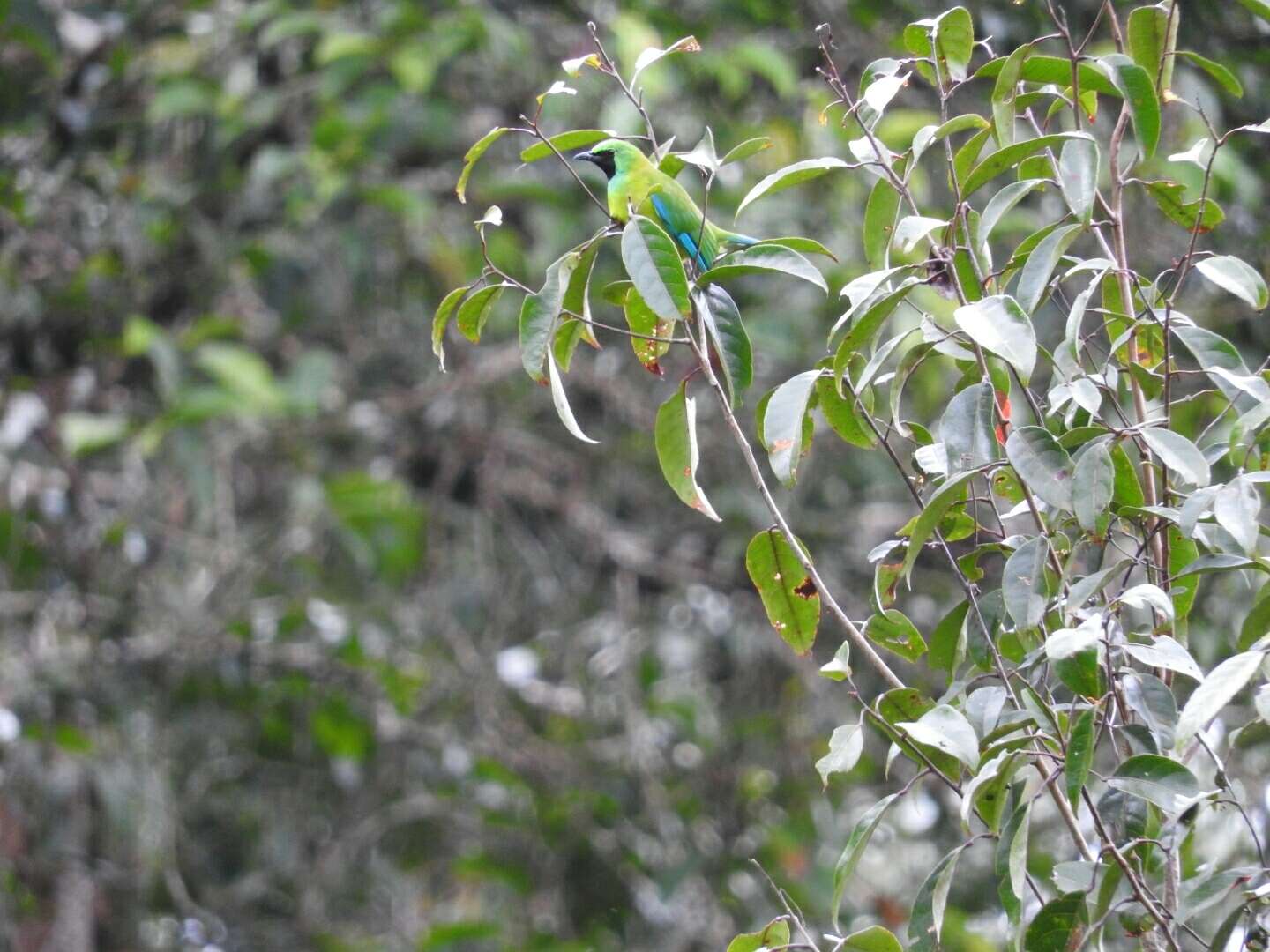 Image of Bornean Leafbird