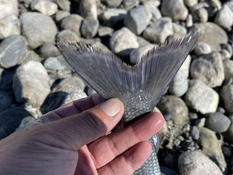 Image of Mongolian grayling