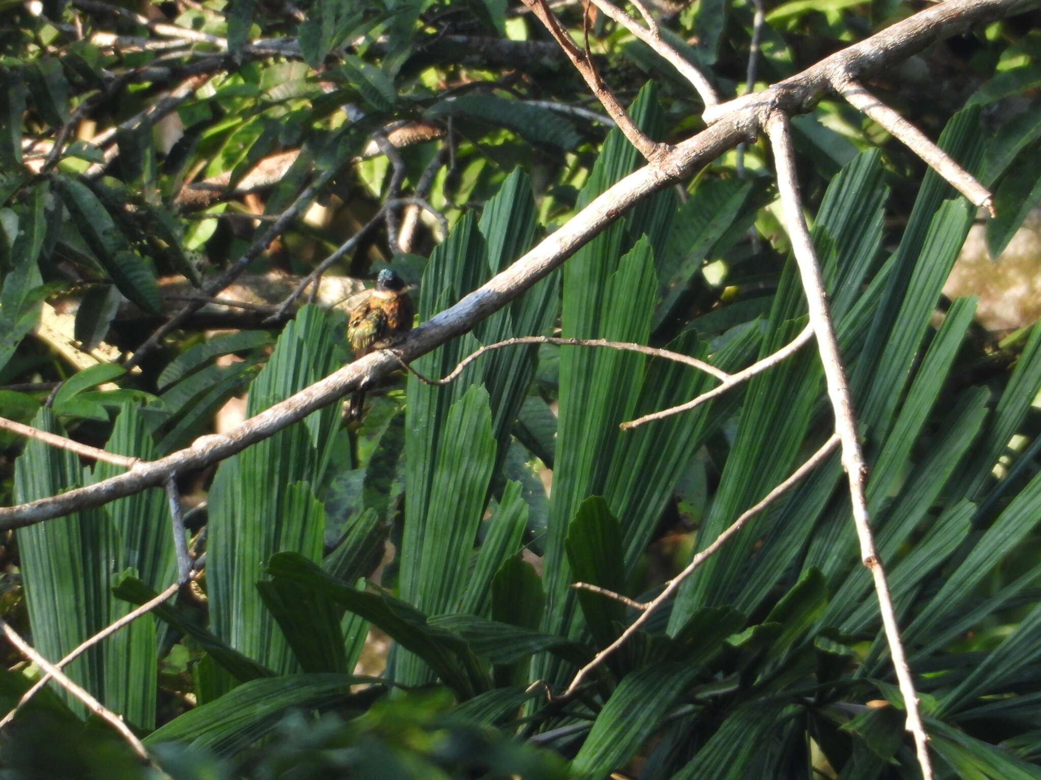 Image of Purplish Jacamar