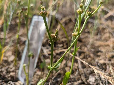 Image of striped hawksbeard