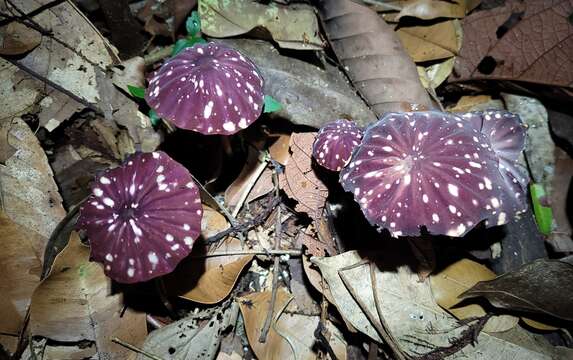 Image of Marasmius amazonicus Henn. 1904