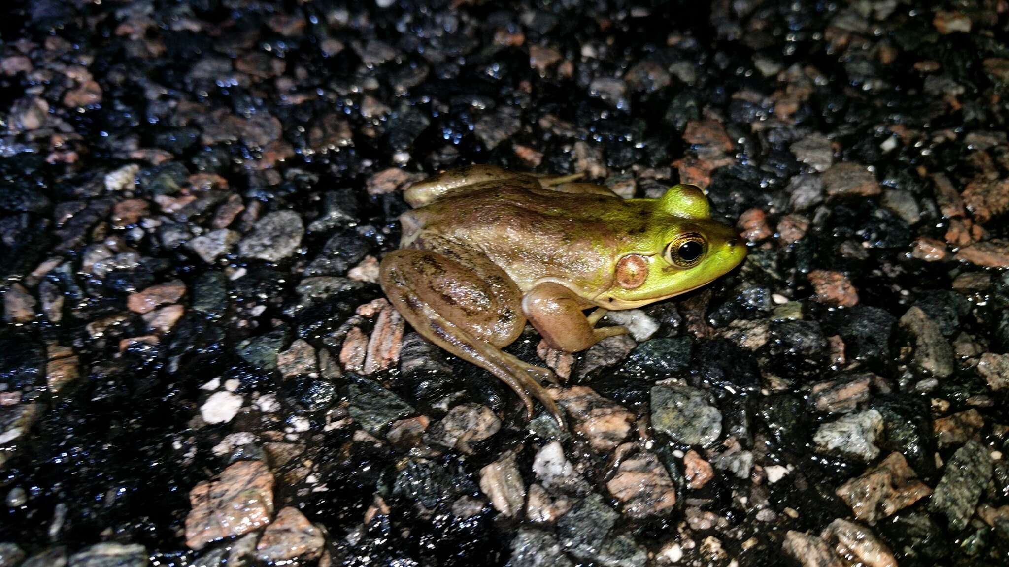 Image of Pig Frog