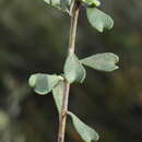 Image of Rhadinothamnus rudis subsp. amblycarpus (F. Müll.) Paul G. Wilson