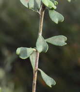 Image of Rhadinothamnus rudis subsp. amblycarpus (F. Müll.) Paul G. Wilson