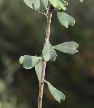 Imagem de Rhadinothamnus rudis subsp. amblycarpus (F. Müll.) Paul G. Wilson