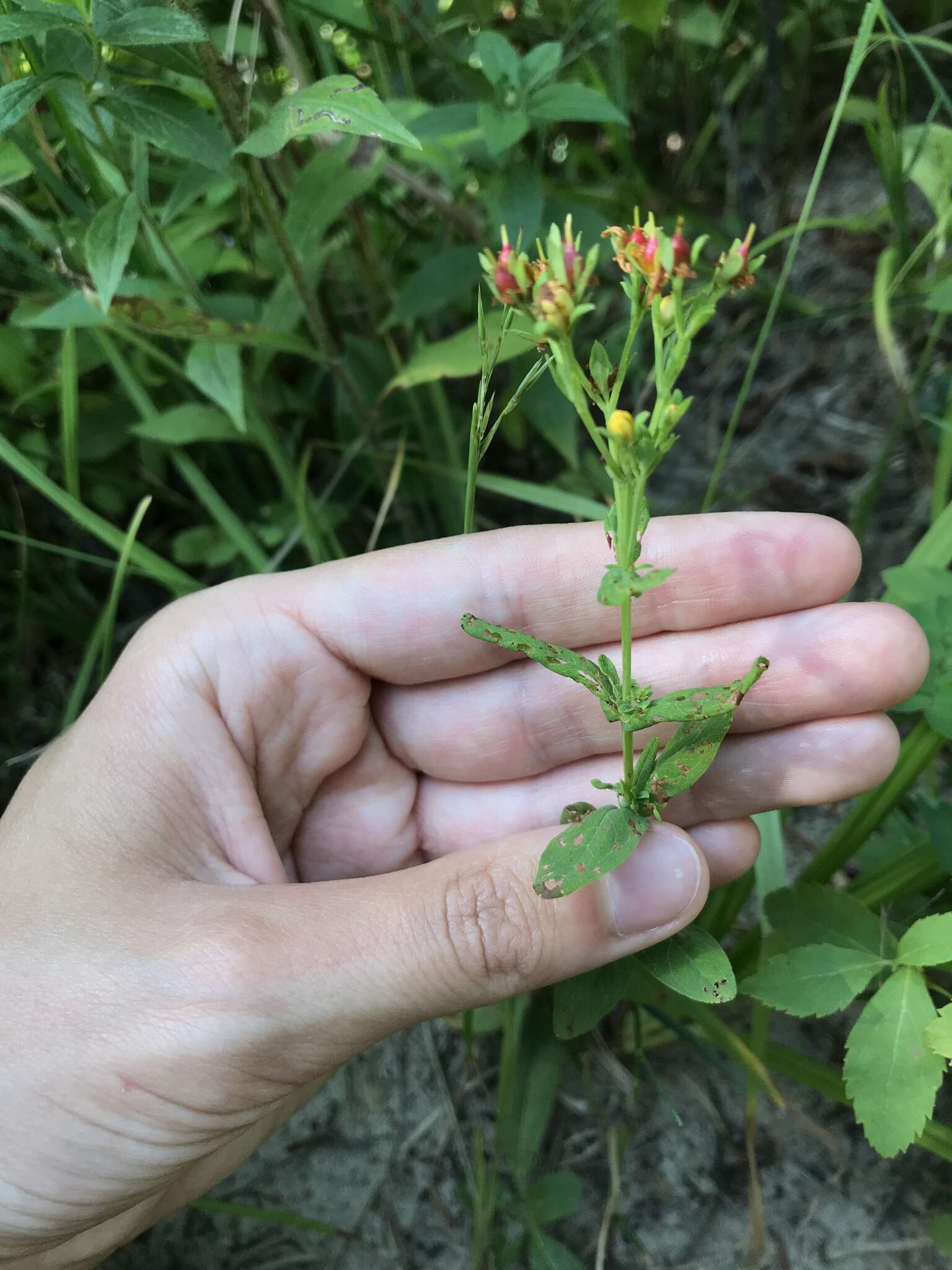 Image de Hypericum ellipticum Hook.